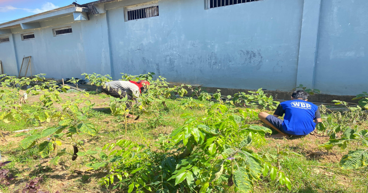 WBP Lapas Narkotika Karang Intan Rawat Tanaman Terong Dukung Ketahanan Pangan