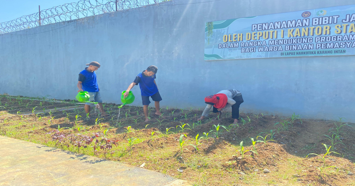 WBP Lapas Narkotika Karang Intan Rawat Tanaman Jagung, Dukung Program Akselerasi Ketahanan Pangan