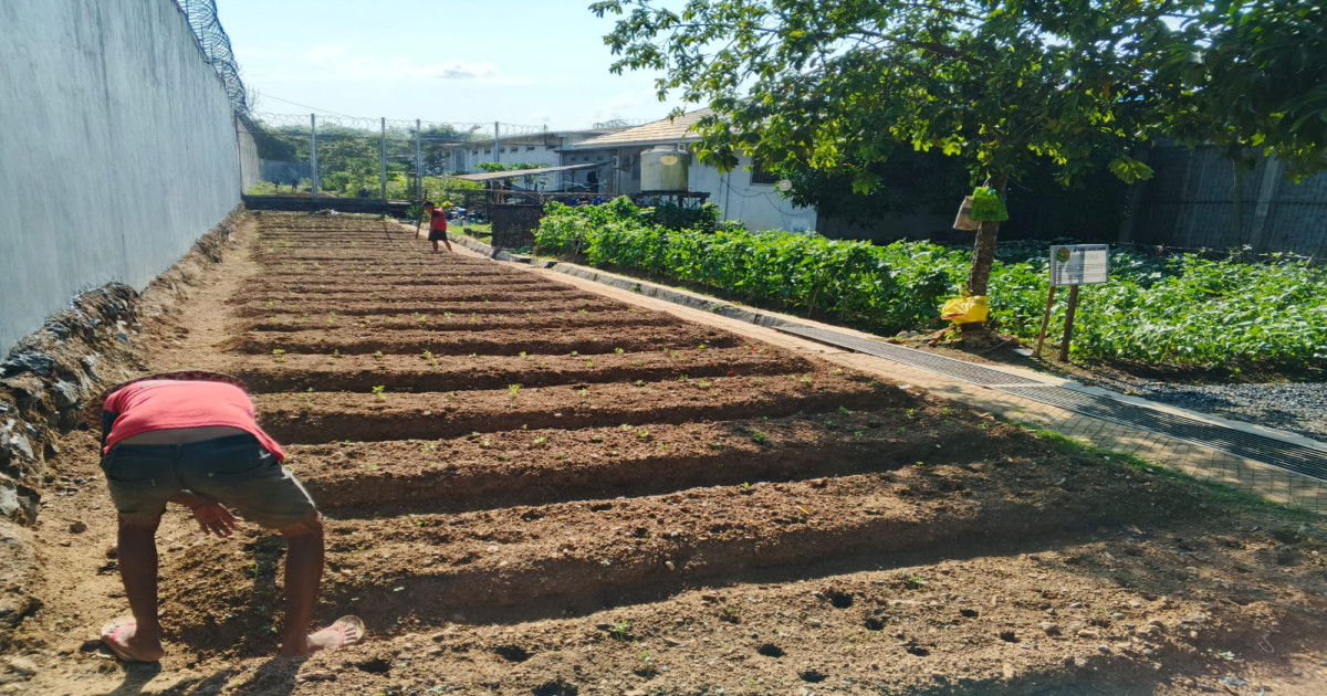 Warga Binaan Lapas Narkotika Karang Intan Rawat dan Budidayakan Tanaman Kedelai, Dukung Ketahanan Pangan Nasional