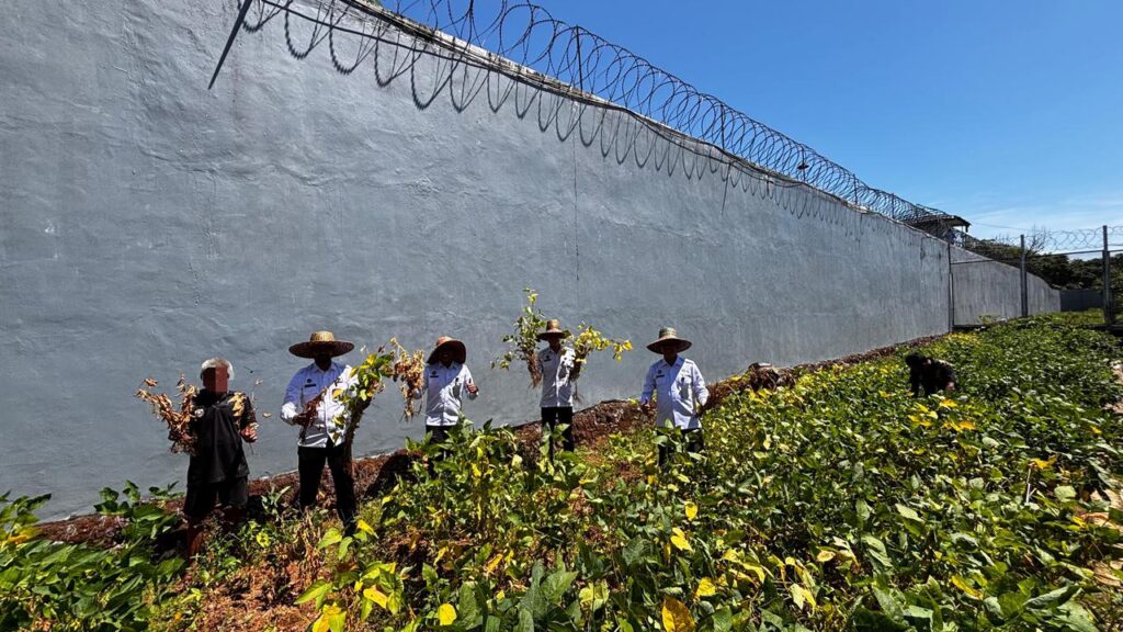 Lapas Narkotika Karang Intan Panen Kedelai, Dukung Ketahanan Pangan Nasional dan Pembinaan Kemandirian Warga Binaan